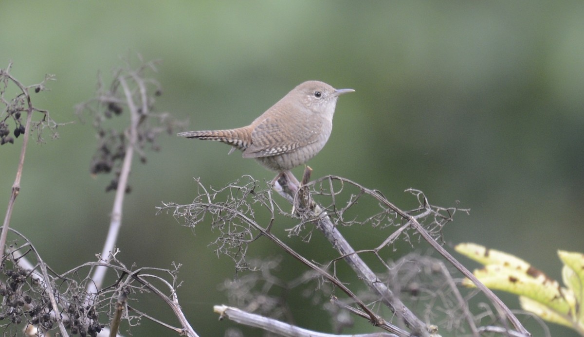 Northern House Wren (Northern) - ML642790010
