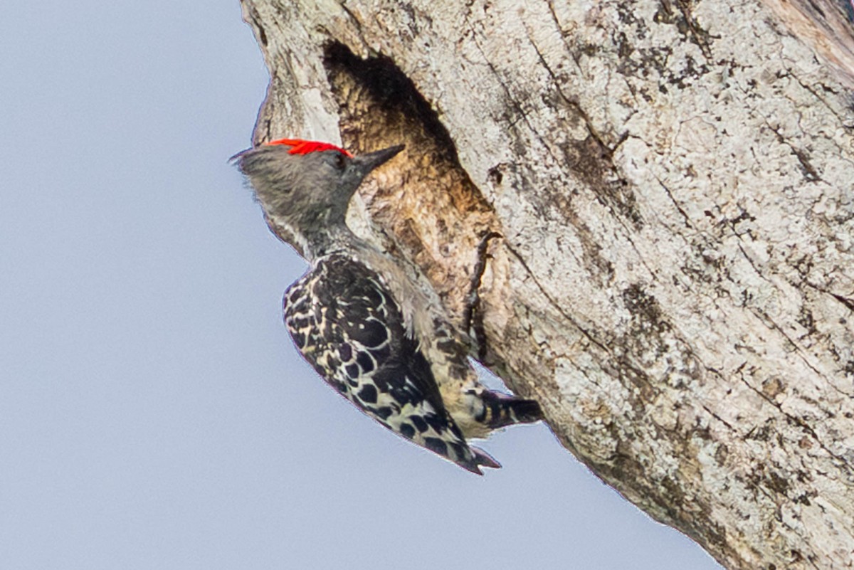 Gray-and-buff Woodpecker - ML642790012