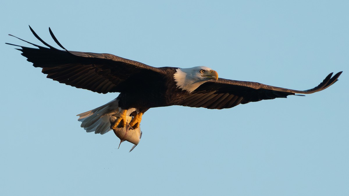 Bald Eagle - ML642790013