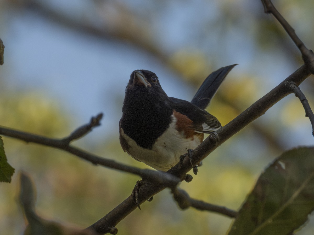 Eastern Towhee - ML642790023