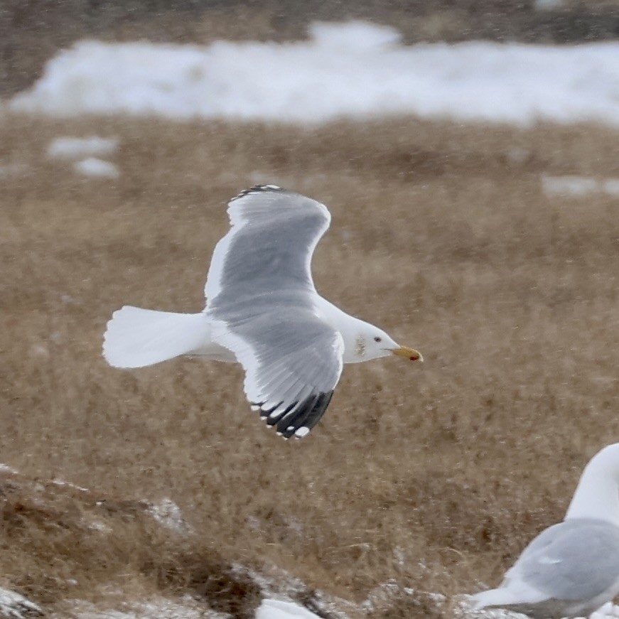 Vega Gull - ML642790033