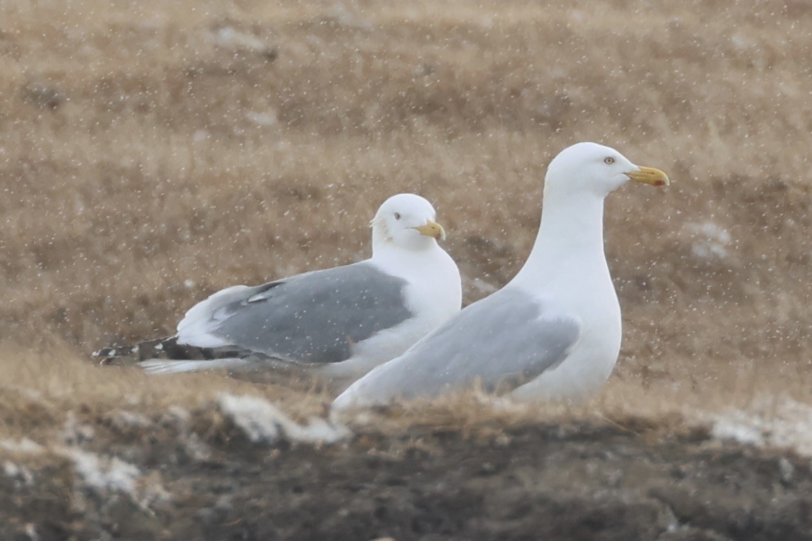 Vega Gull - ML642790034