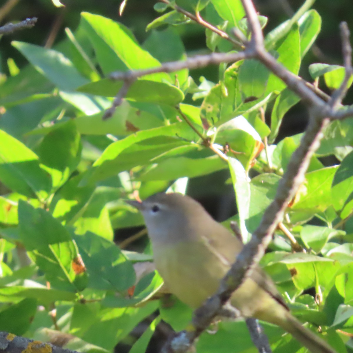 Orange-crowned Warbler - ML642790050