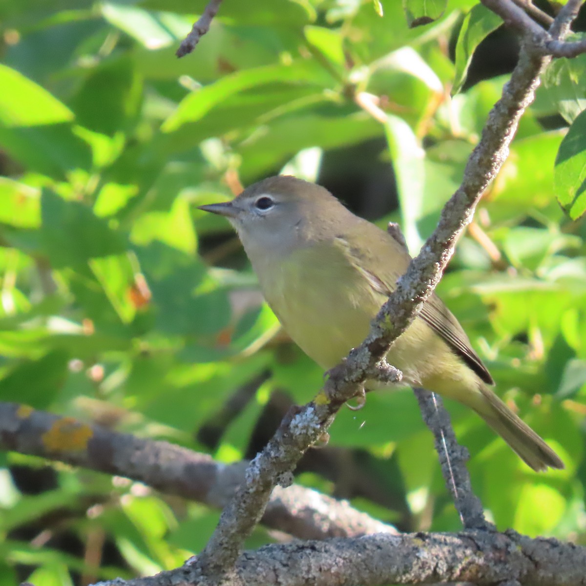 Orange-crowned Warbler - ML642790051