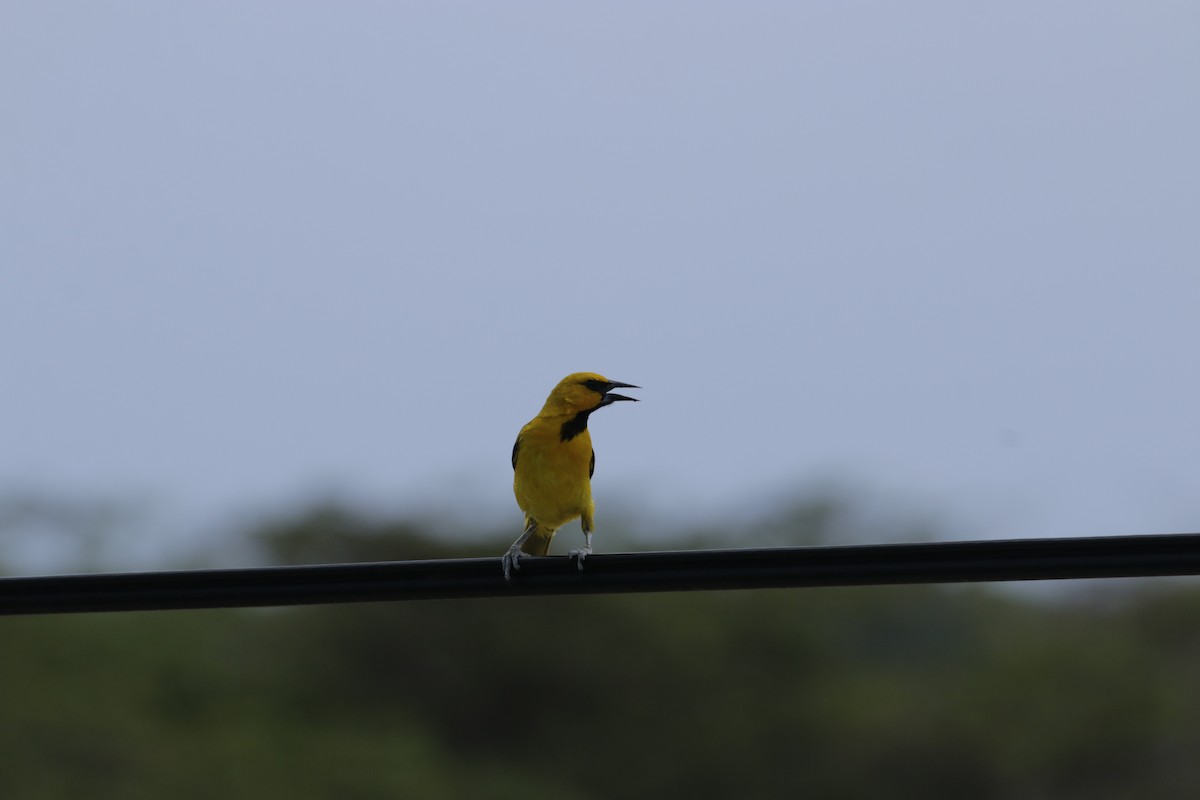 Yellow Oriole - ML642790059