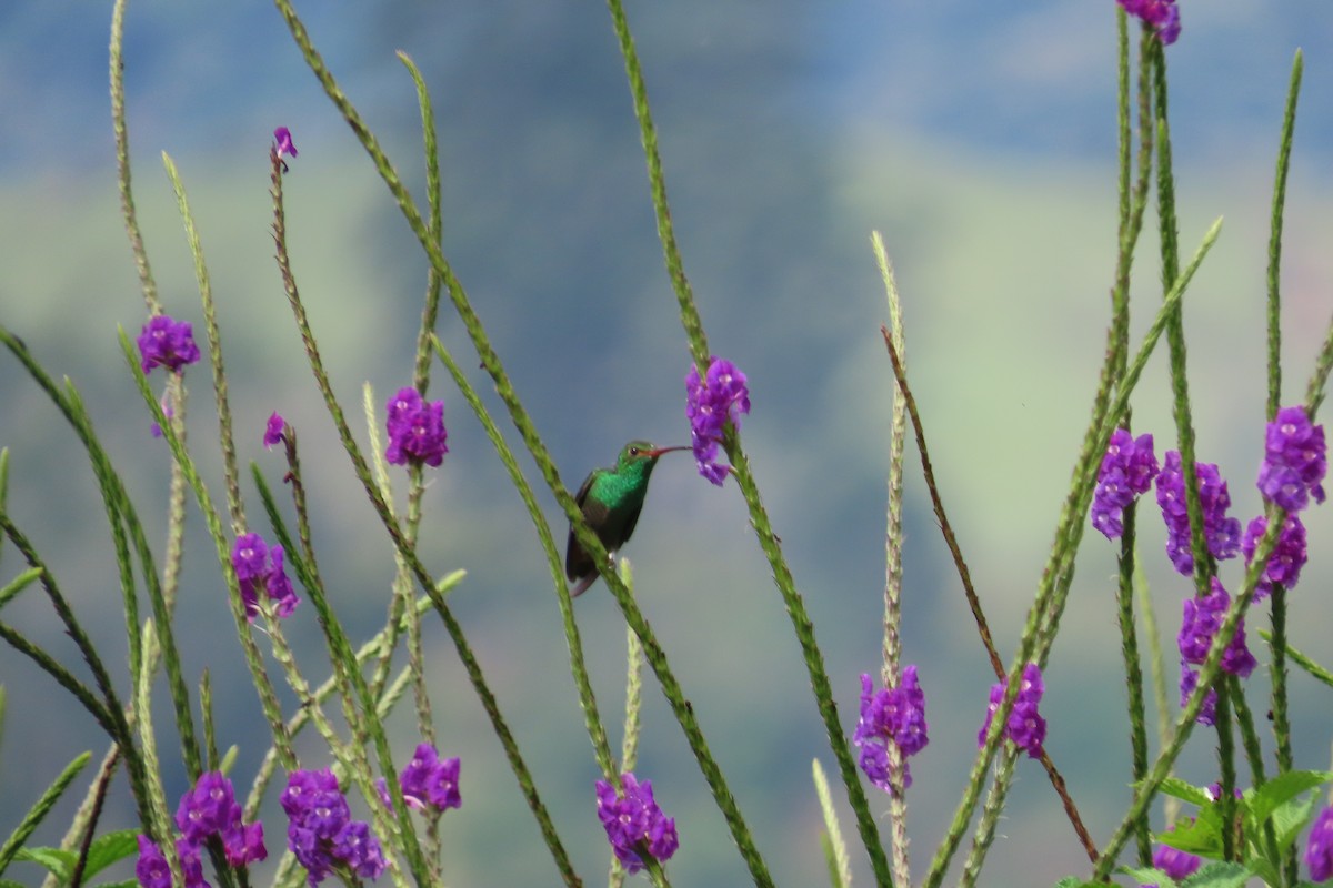 Rufous-tailed Hummingbird - ML642790064