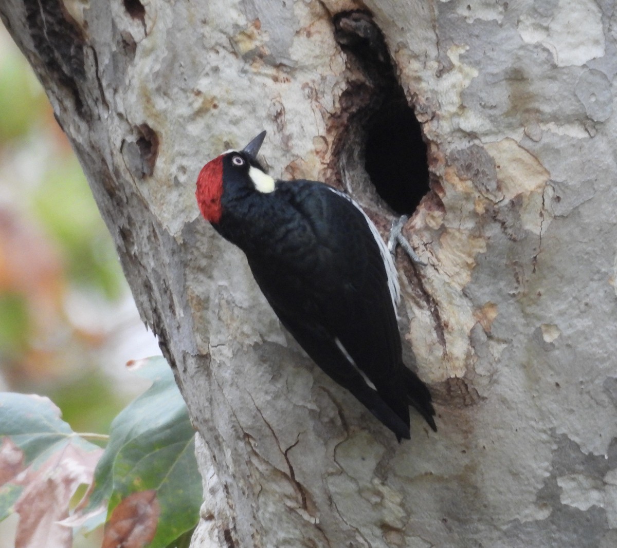 Acorn Woodpecker - ML642790065