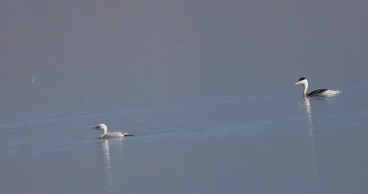 Clark's Grebe - ML642790072
