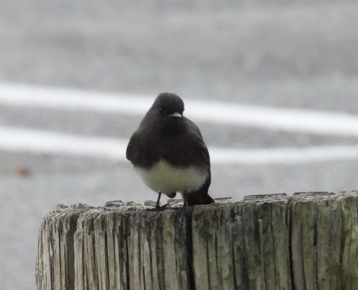 Black Phoebe - ML642790073
