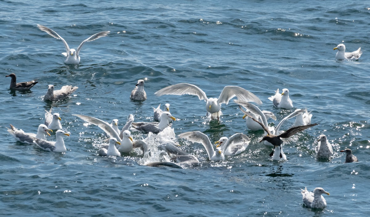 Heermann's Gull - ML642790080