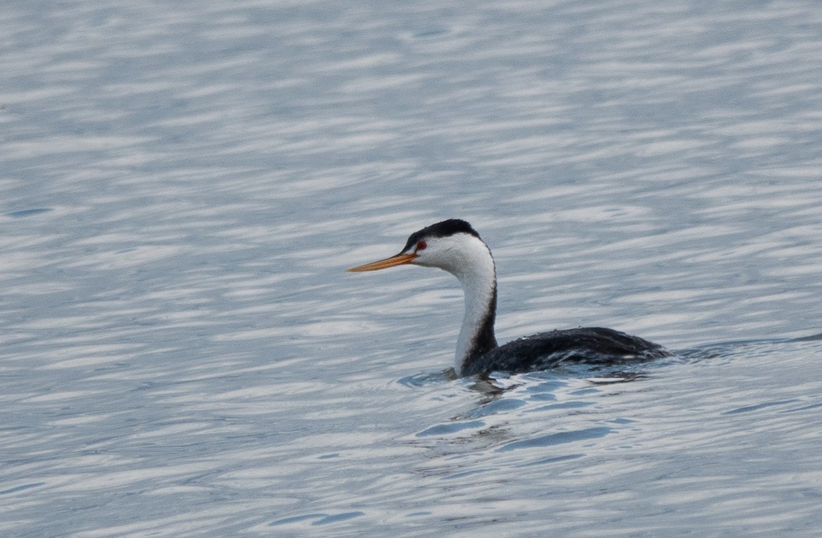 Clark's Grebe - ML642790081