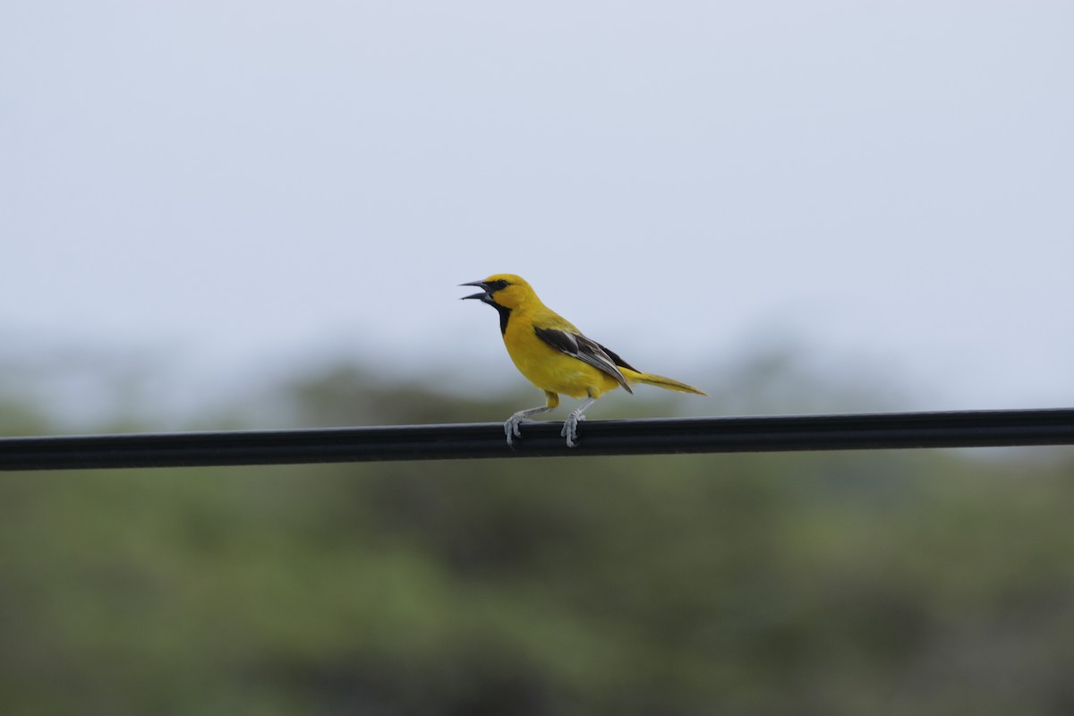 Yellow Oriole - ML642790083