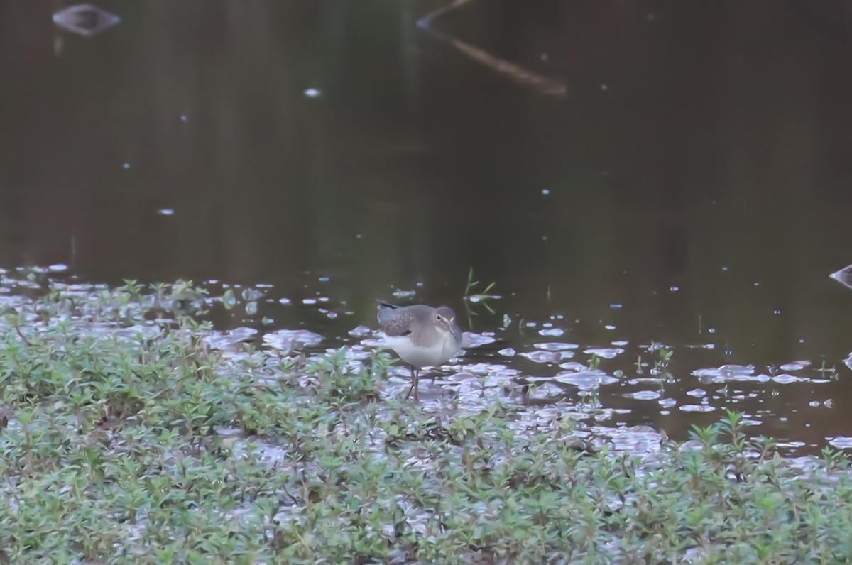 Solitary Sandpiper - ML642790092