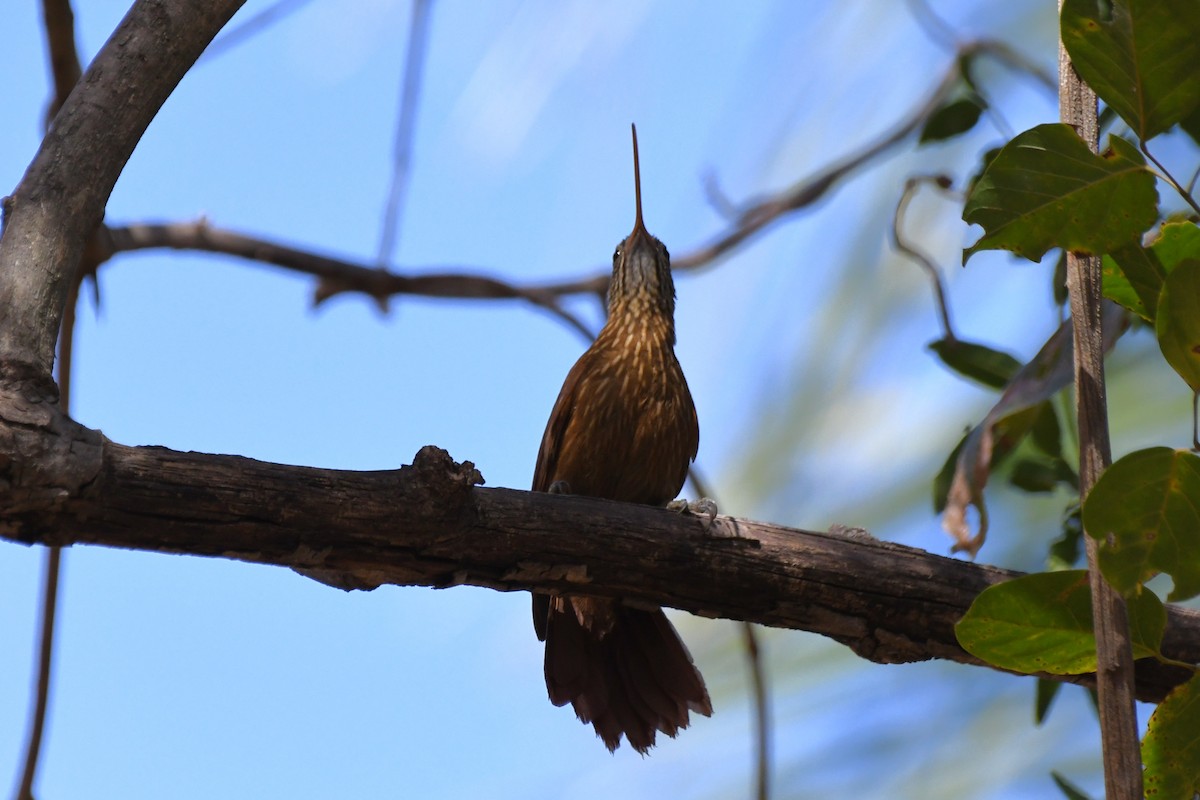 Red-billed Scythebill - ML642790093