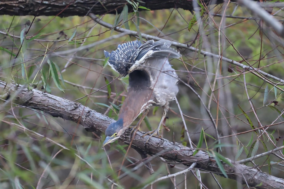 Green Heron - ML642790101
