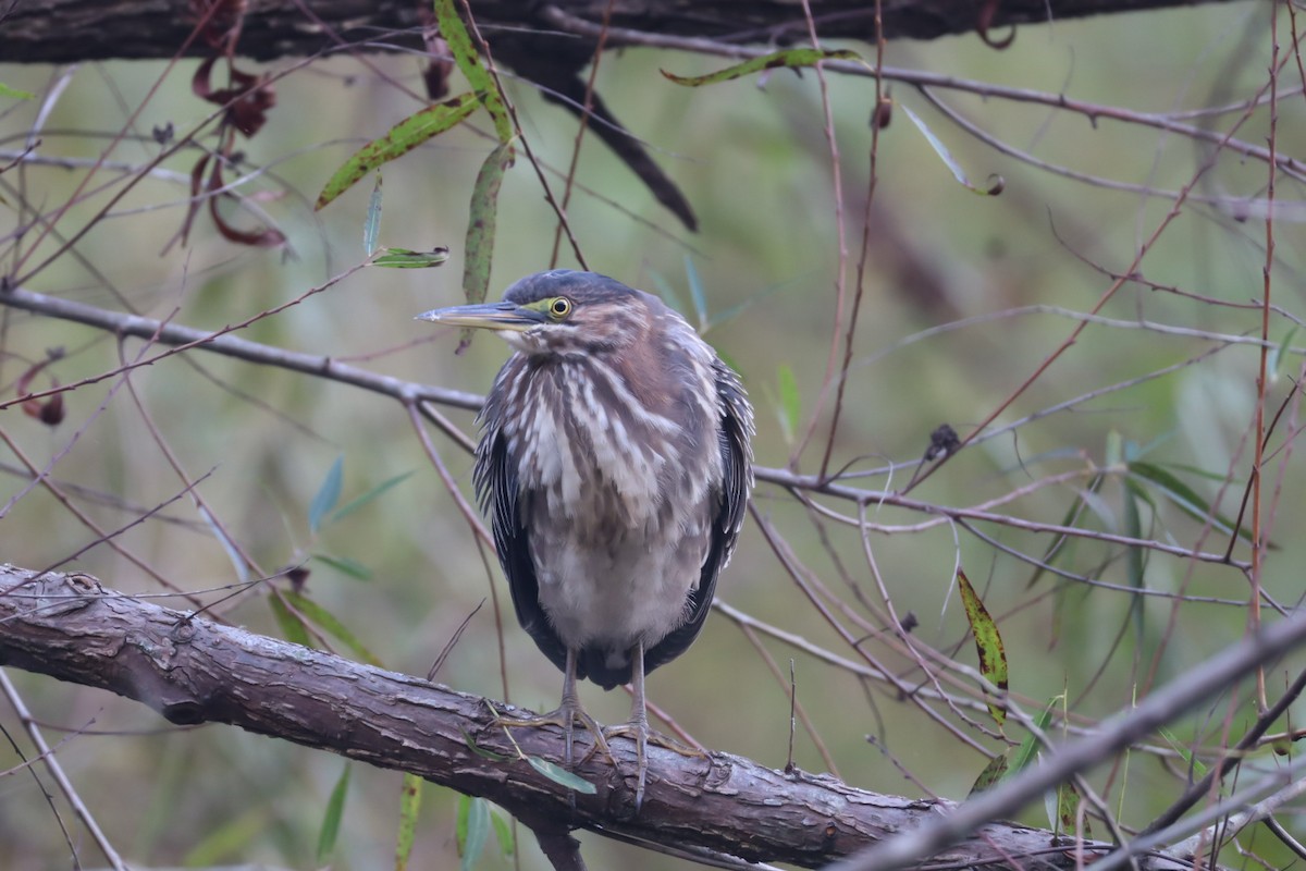 Green Heron - ML642790103