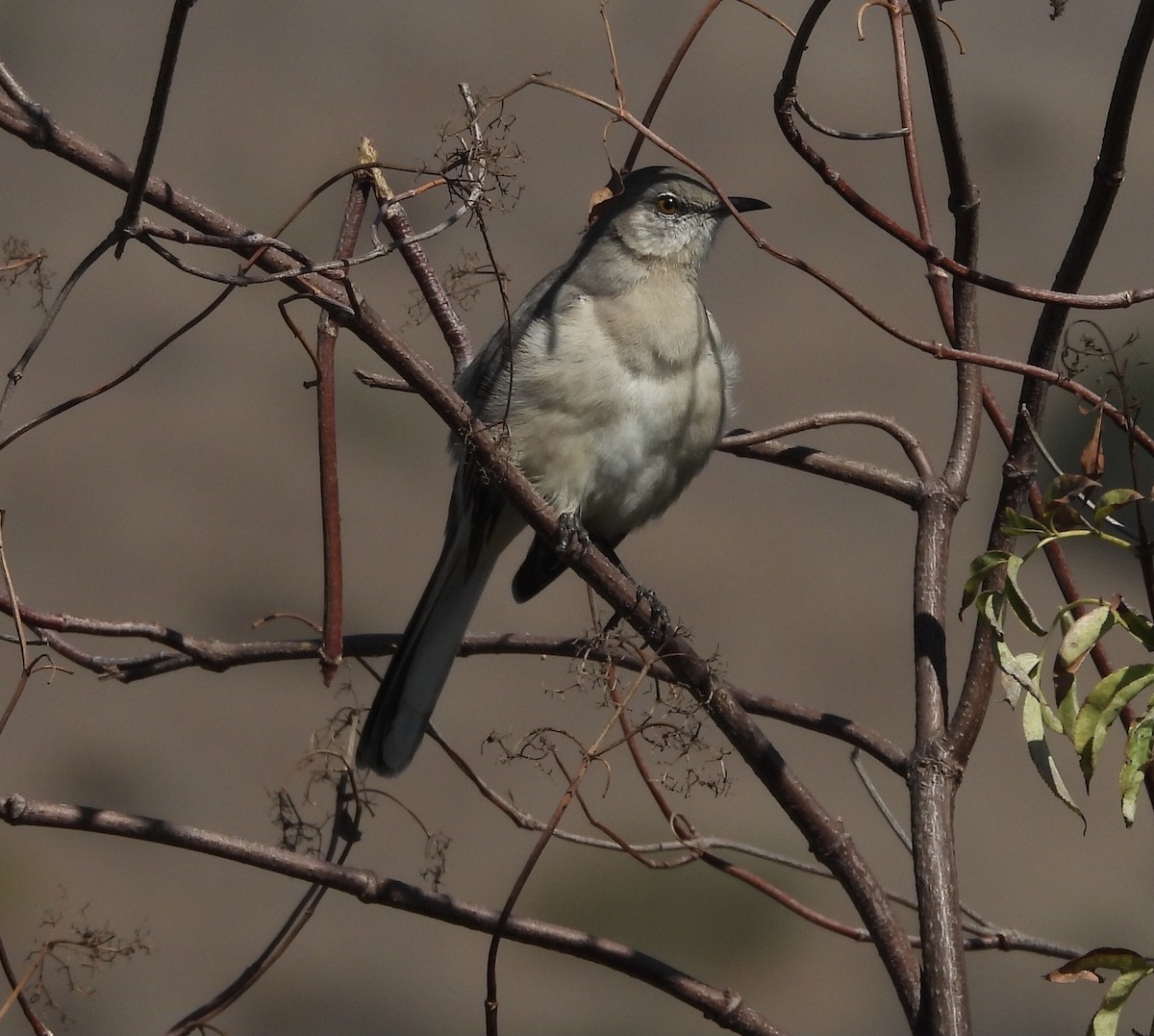 Northern Mockingbird - ML642790108
