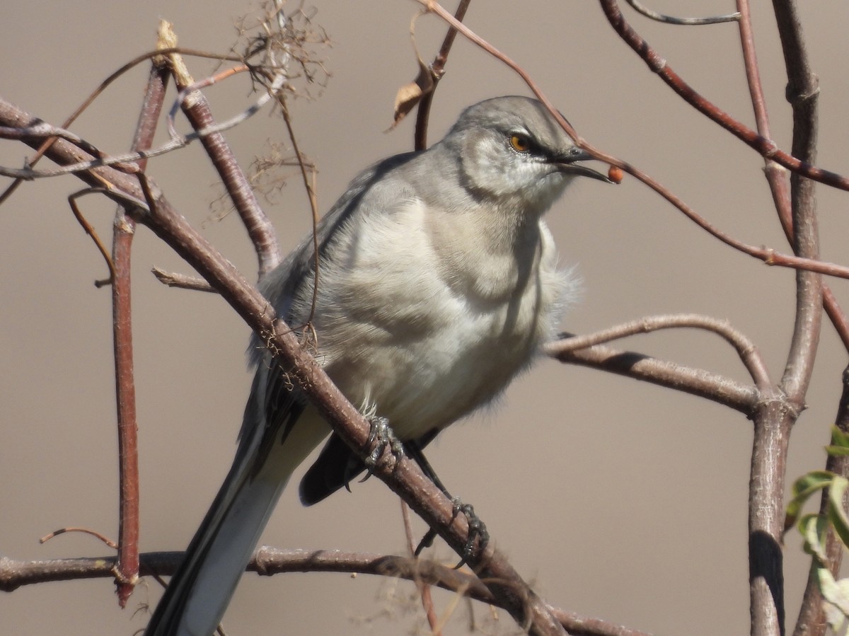 Northern Mockingbird - ML642790109