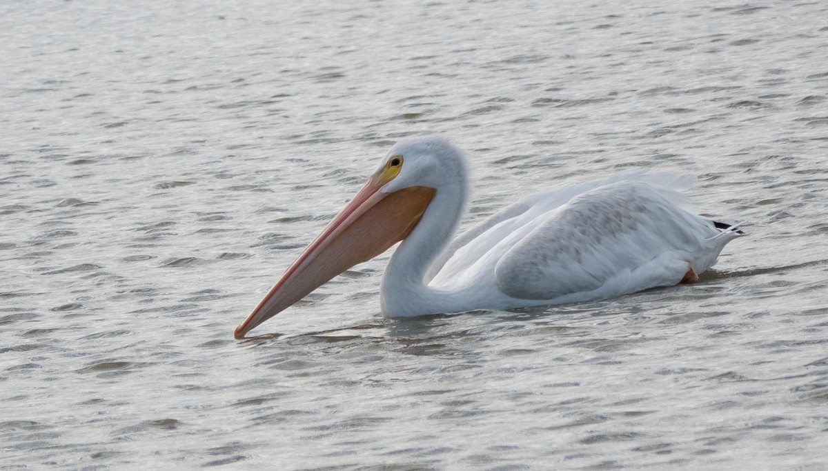 American White Pelican - ML642790117