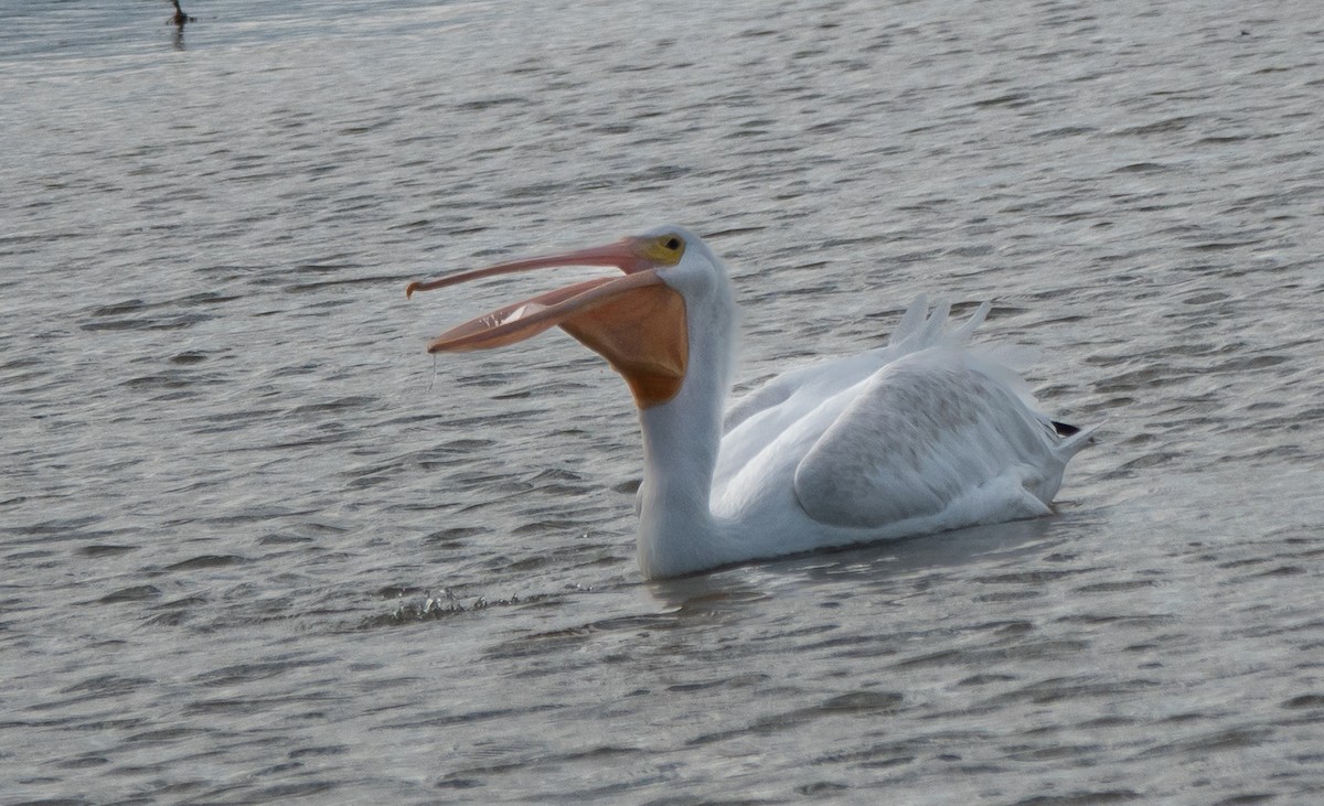 American White Pelican - ML642790121