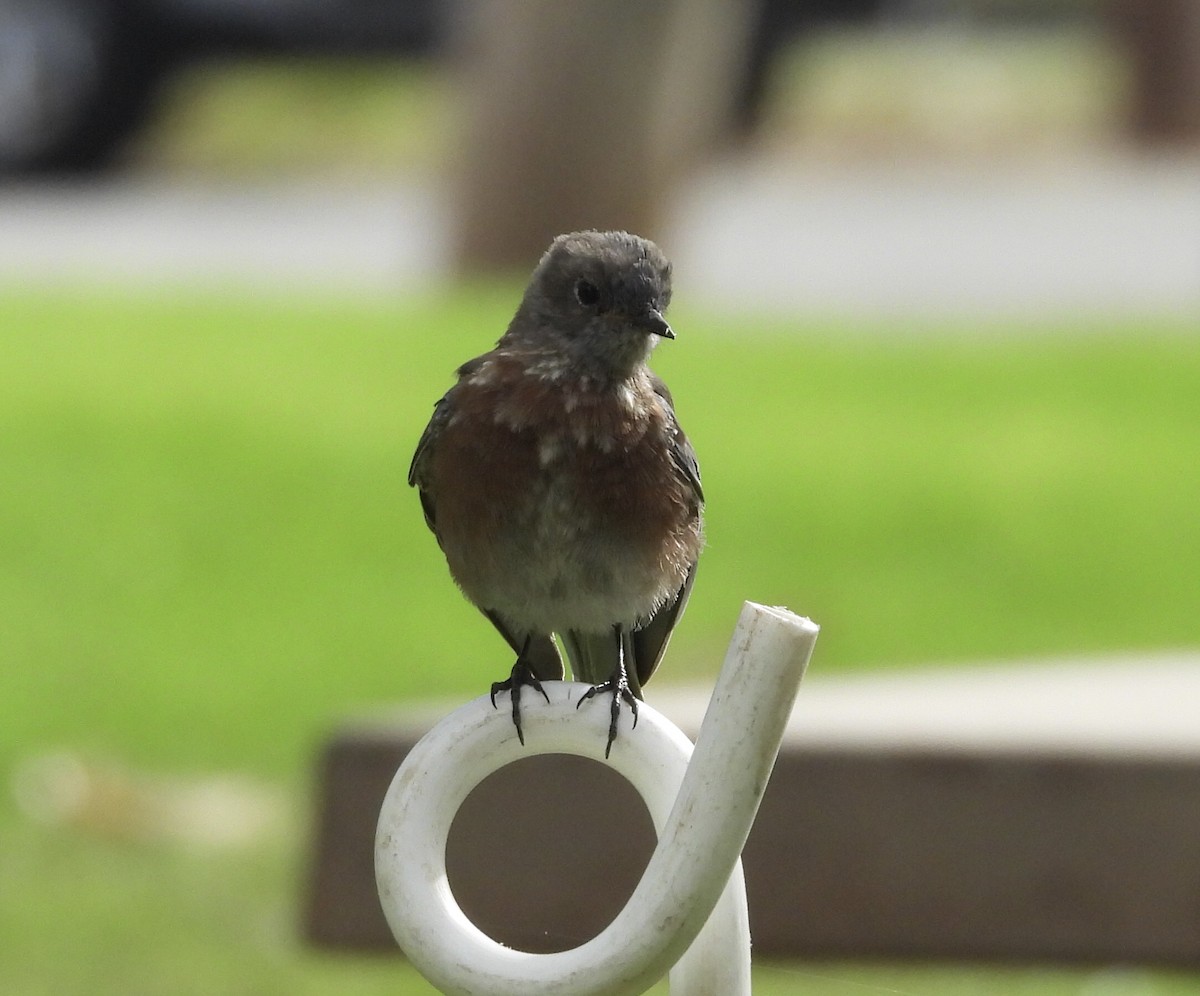 Western Bluebird - ML642790122