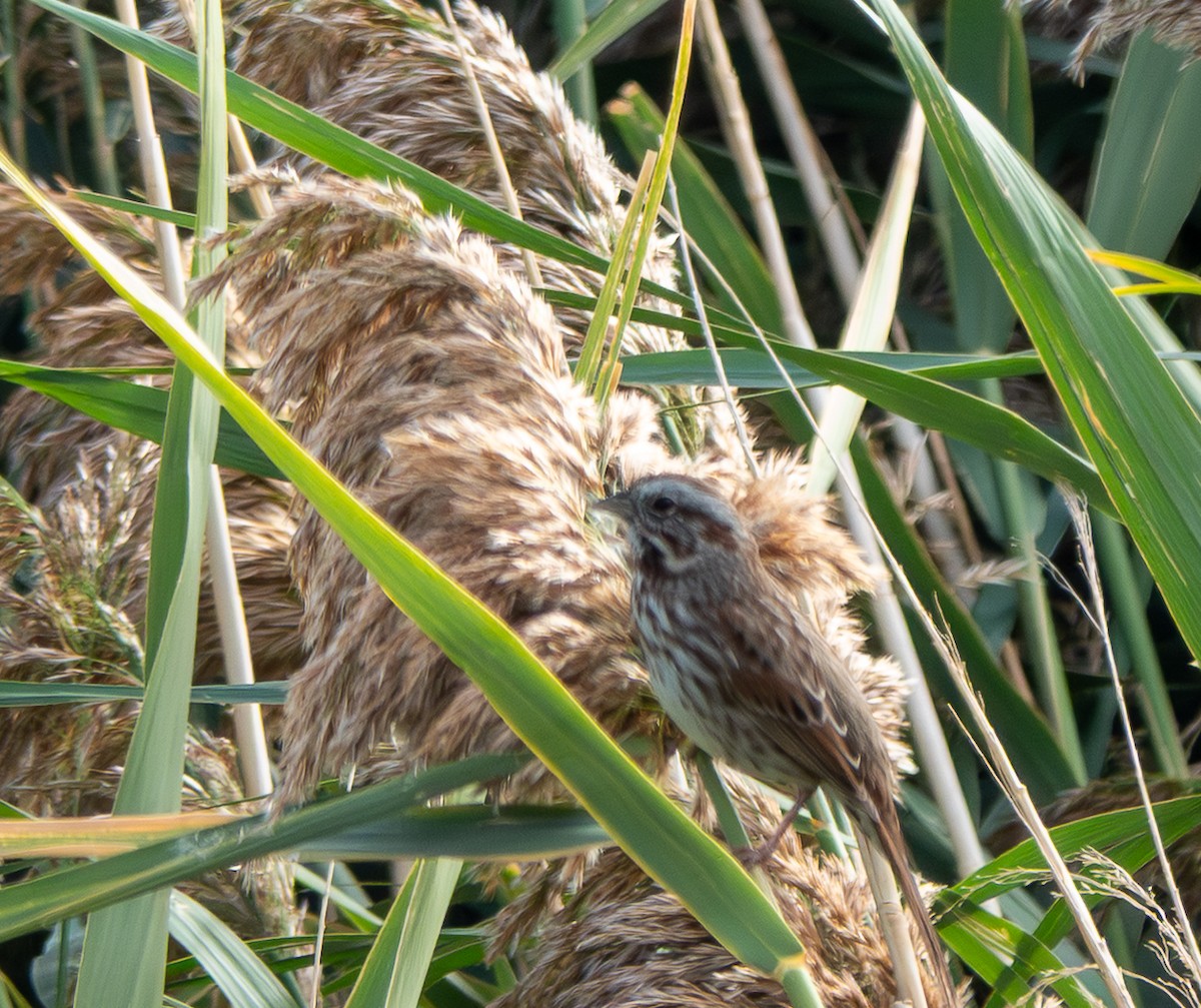 Song Sparrow - ML642790127
