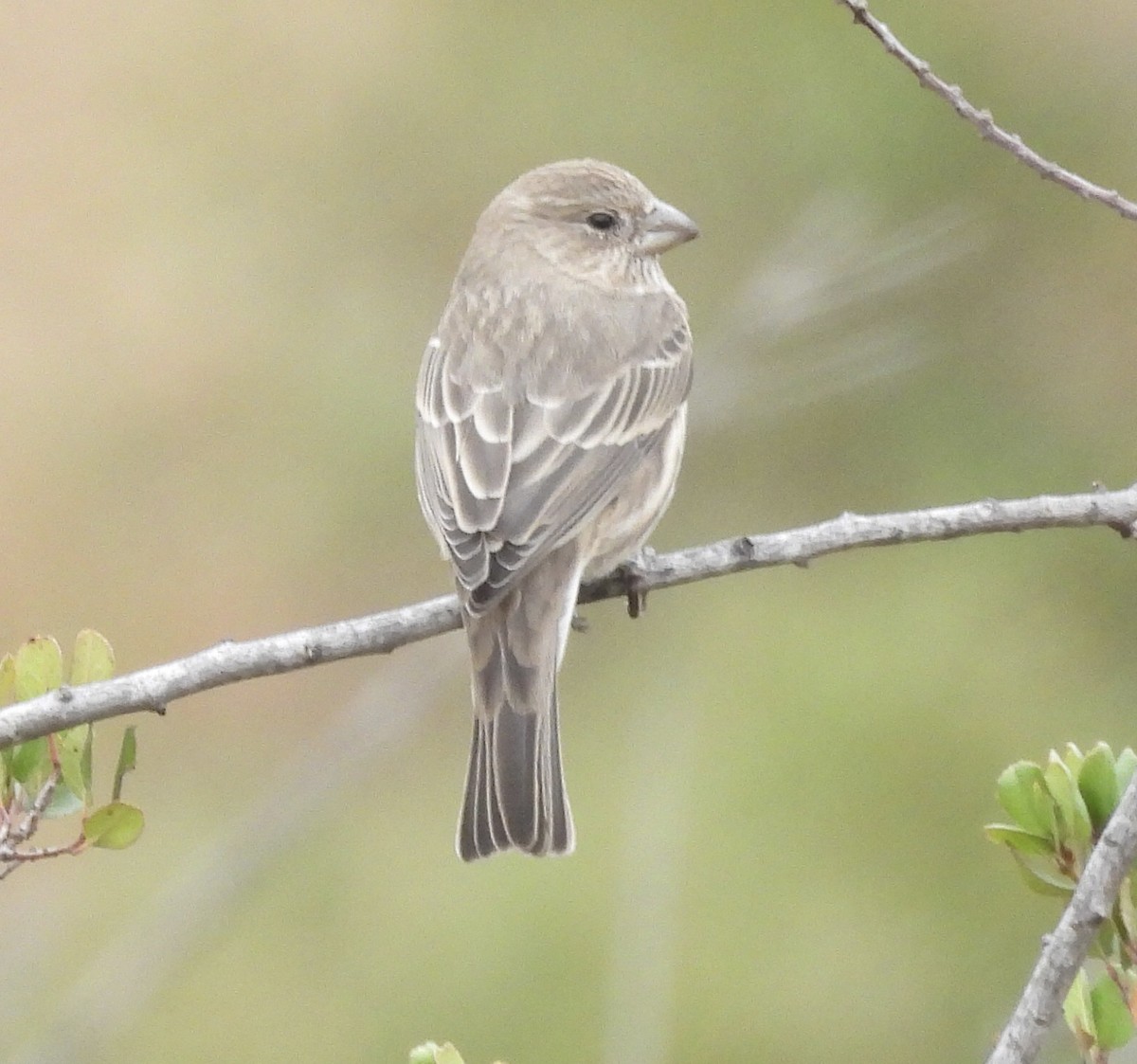 House Finch - ML642790133