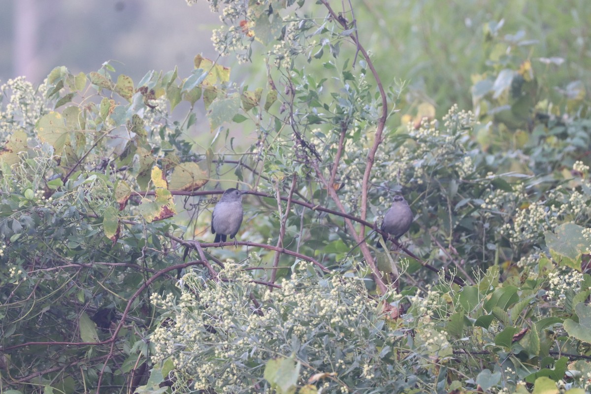 Gray Catbird - ML642790141