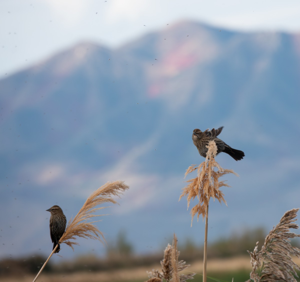 Red-winged Blackbird - ML642790143