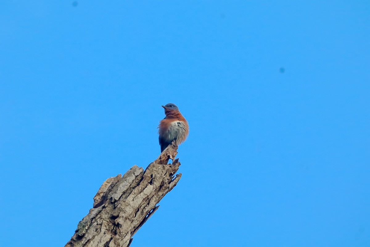 Eastern Bluebird - ML642790150