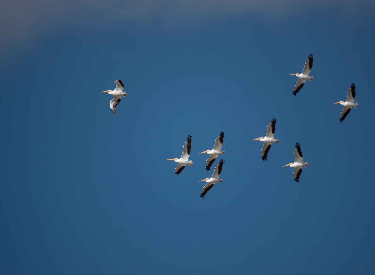 American White Pelican - ML642790163