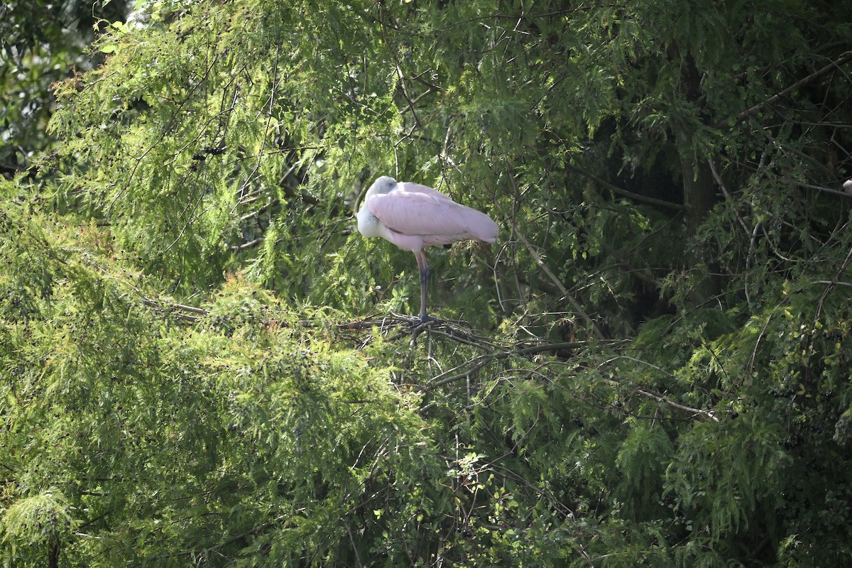 Roseate Spoonbill - ML642790164