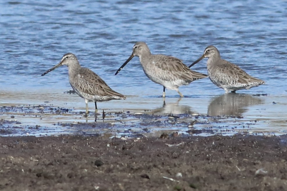 Short-billed Dowitcher - ML642790171