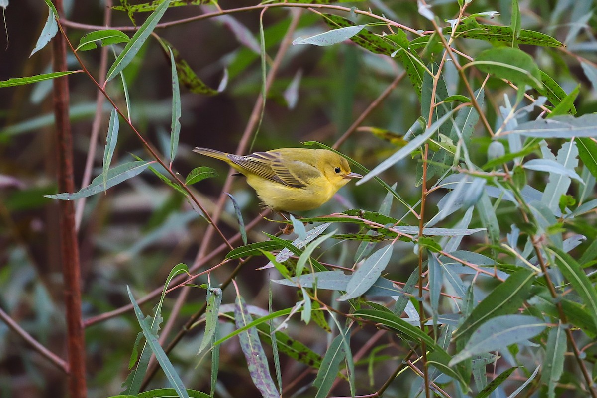 Yellow Warbler - ML642790175