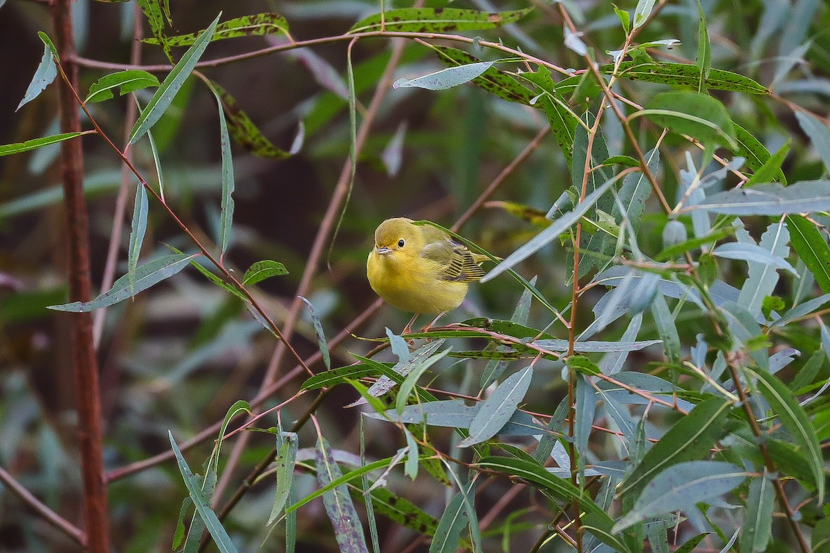 Yellow Warbler - ML642790176