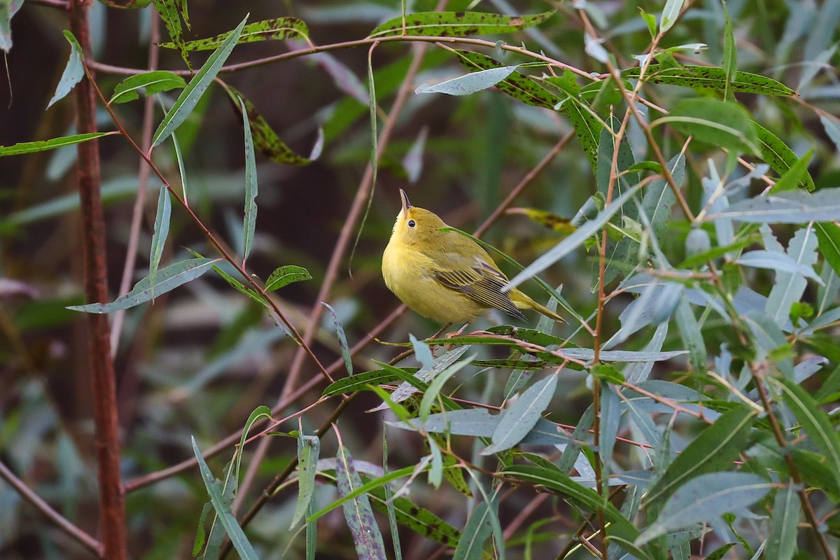 Yellow Warbler - ML642790177