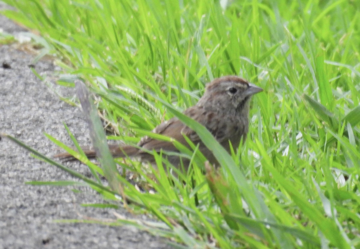 Rufous-crowned Sparrow - ML642790181