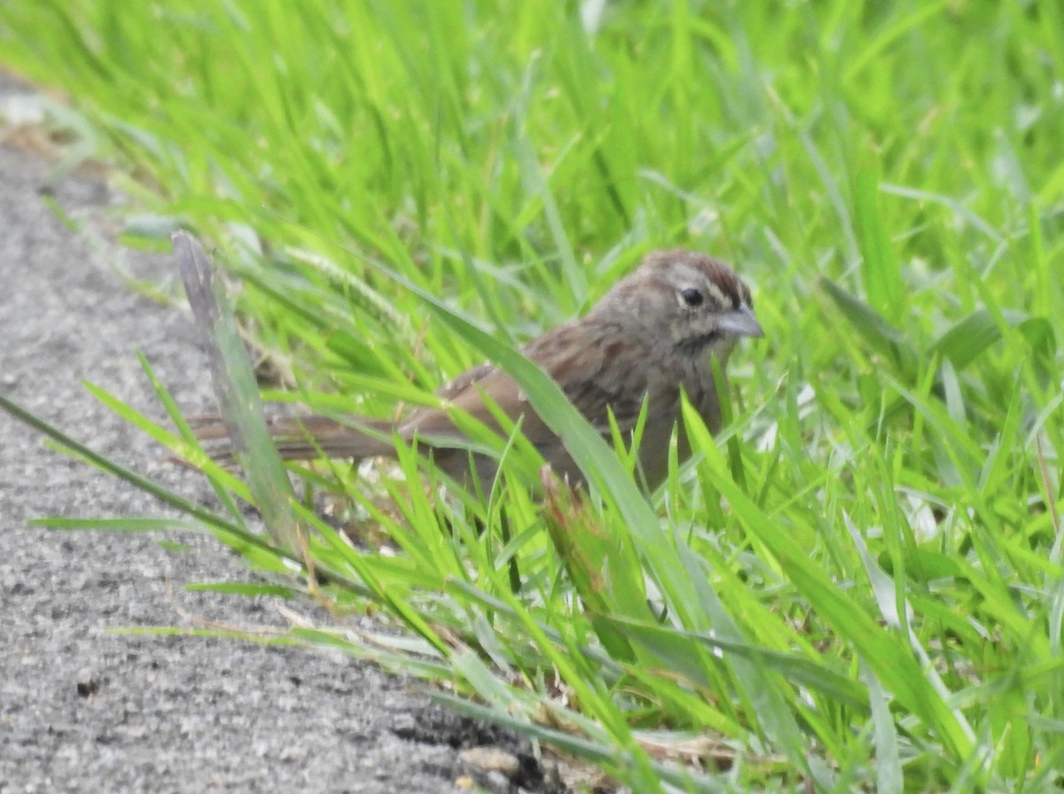 Rufous-crowned Sparrow - ML642790182