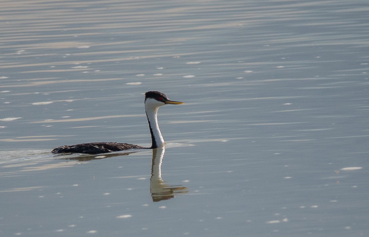 Western Grebe - ML642790185