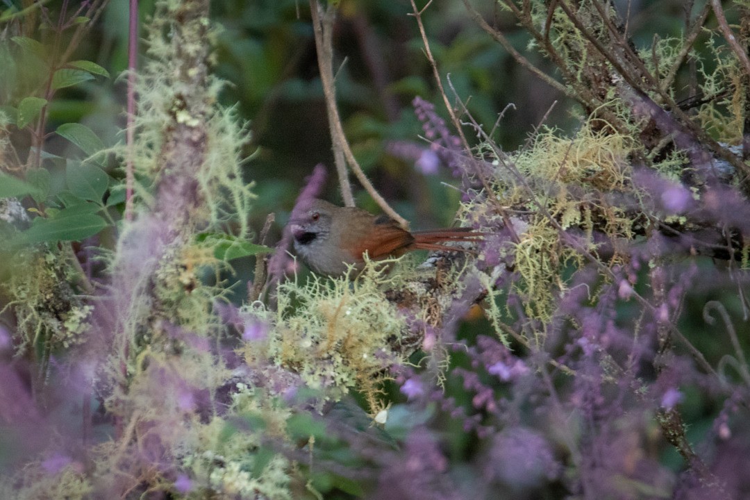 Gray-bellied Spinetail - ML642790186