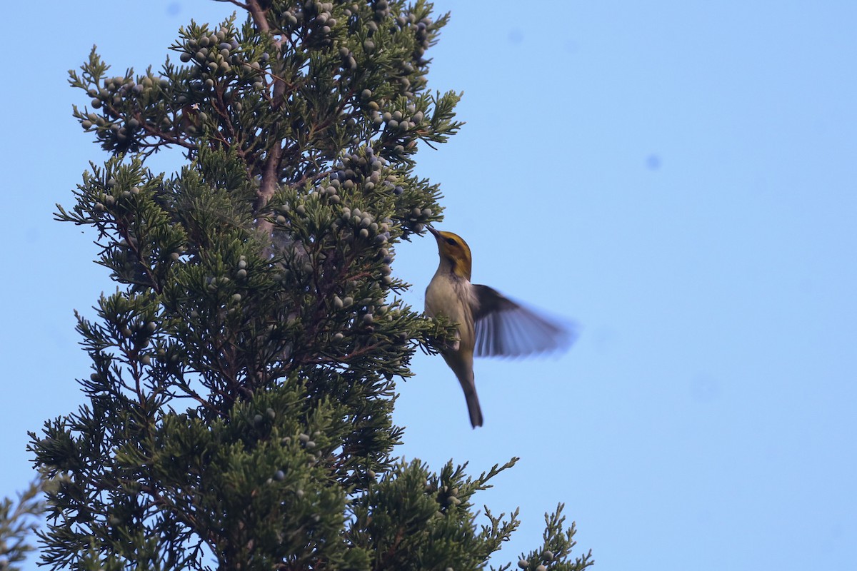 Black-throated Green Warbler - ML642790187