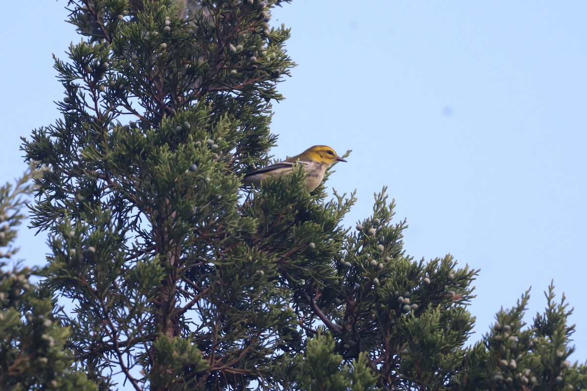 Black-throated Green Warbler - ML642790188