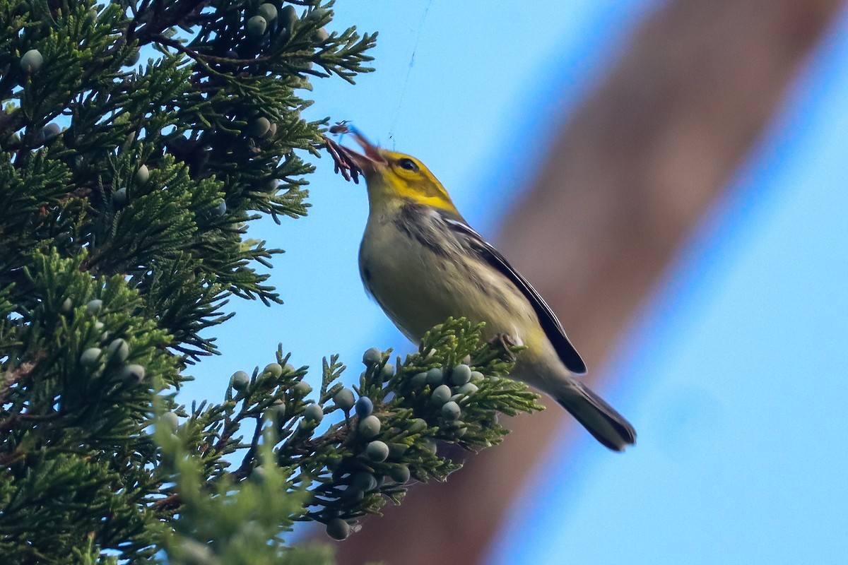 Black-throated Green Warbler - ML642790189