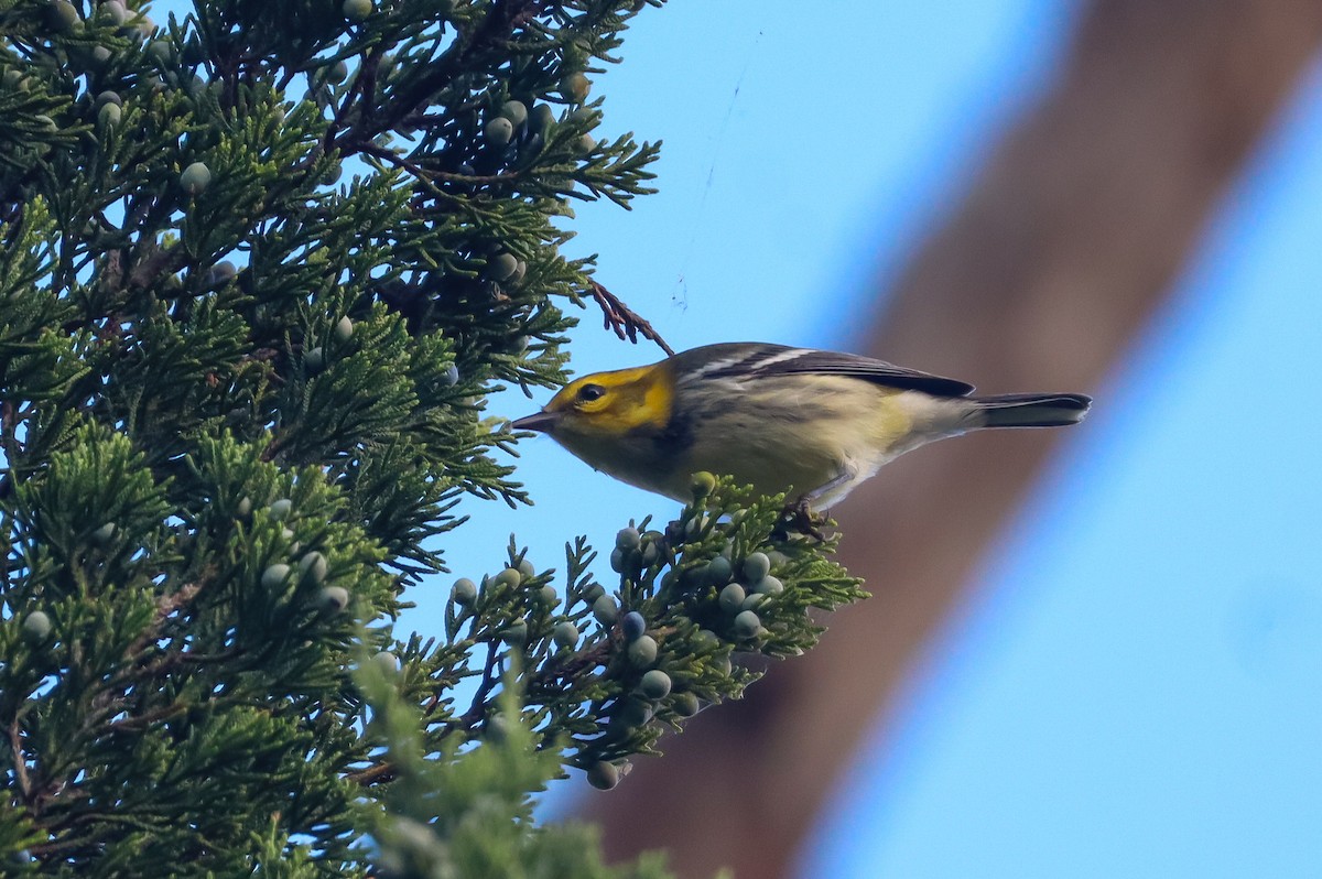Black-throated Green Warbler - ML642790190