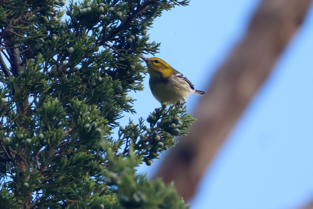 Black-throated Green Warbler - ML642790191