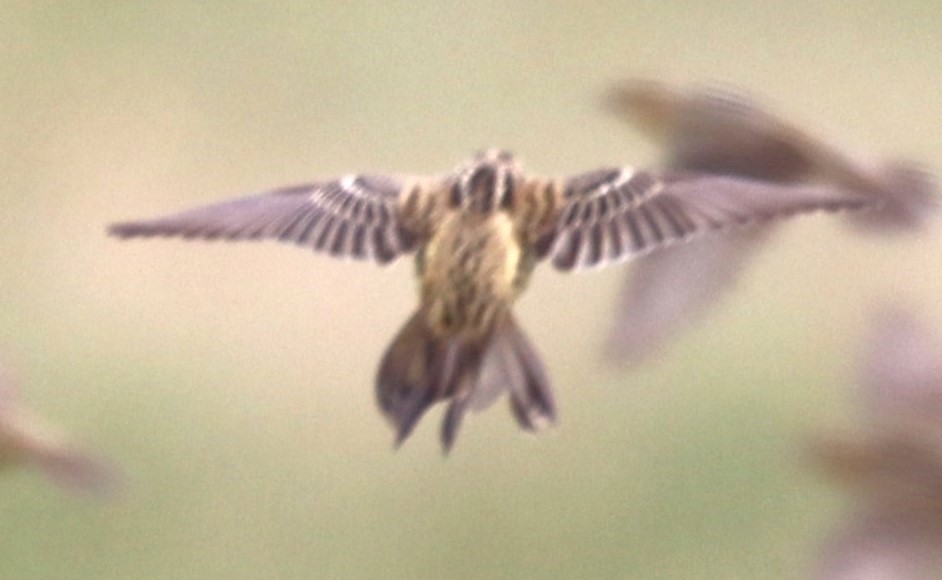 Bobolink - ML642790194