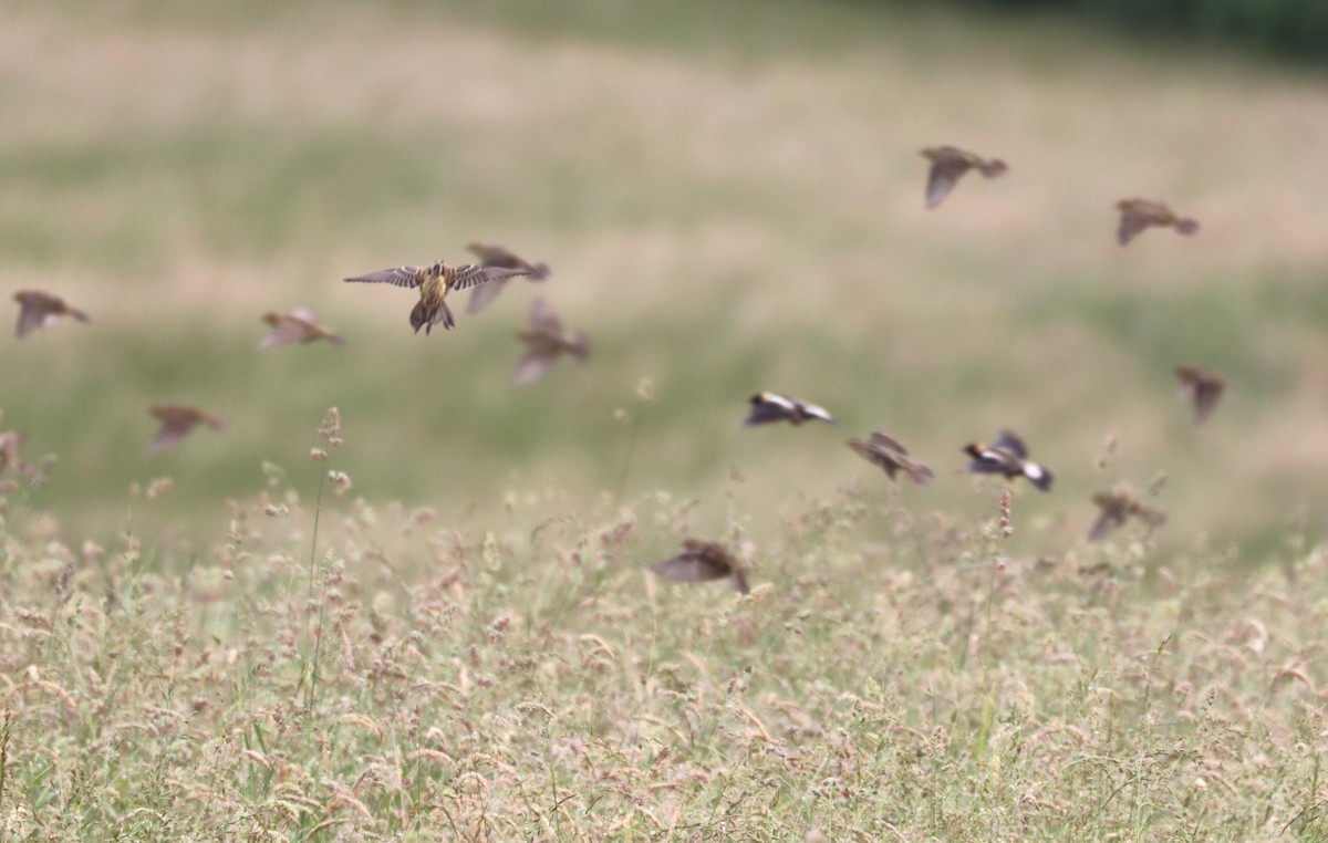 Bobolink - ML642790195