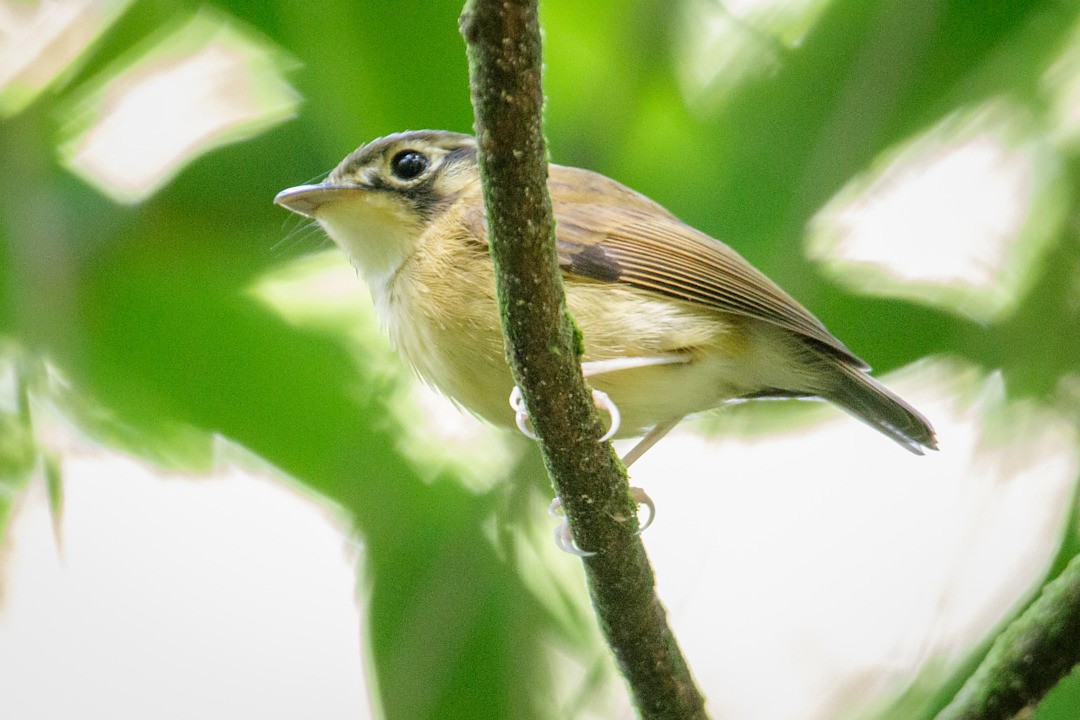 White-throated Spadebill - ML642790196
