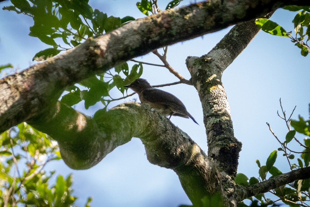 Blacksmith Thrush - ML642790198