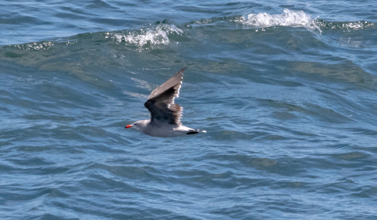 Heermann's Gull - ML642790199
